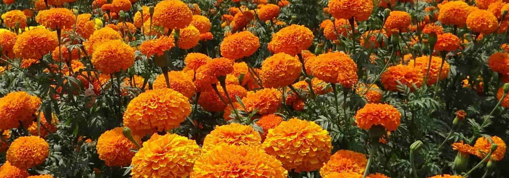 Las plantas compañeras del Huerto