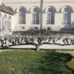 ¿Cómo formar un manzano en cordado?