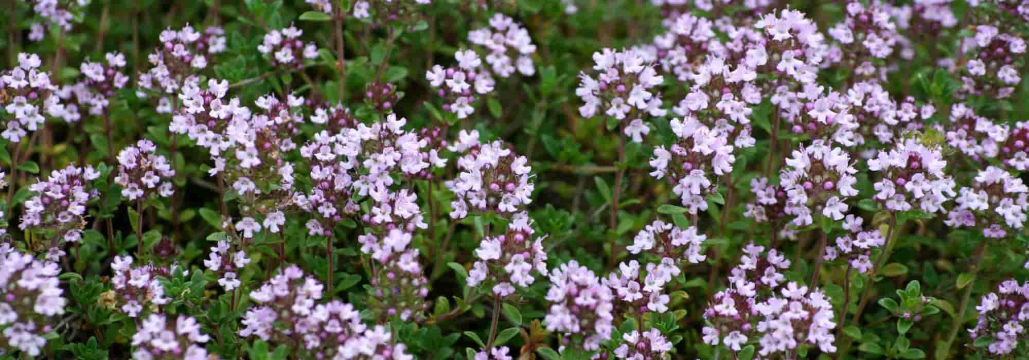 Cómo elegir el tomillo?