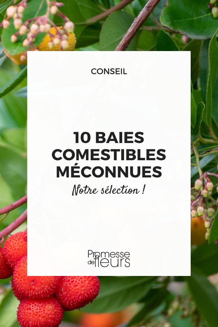 bayas raras en el jardín