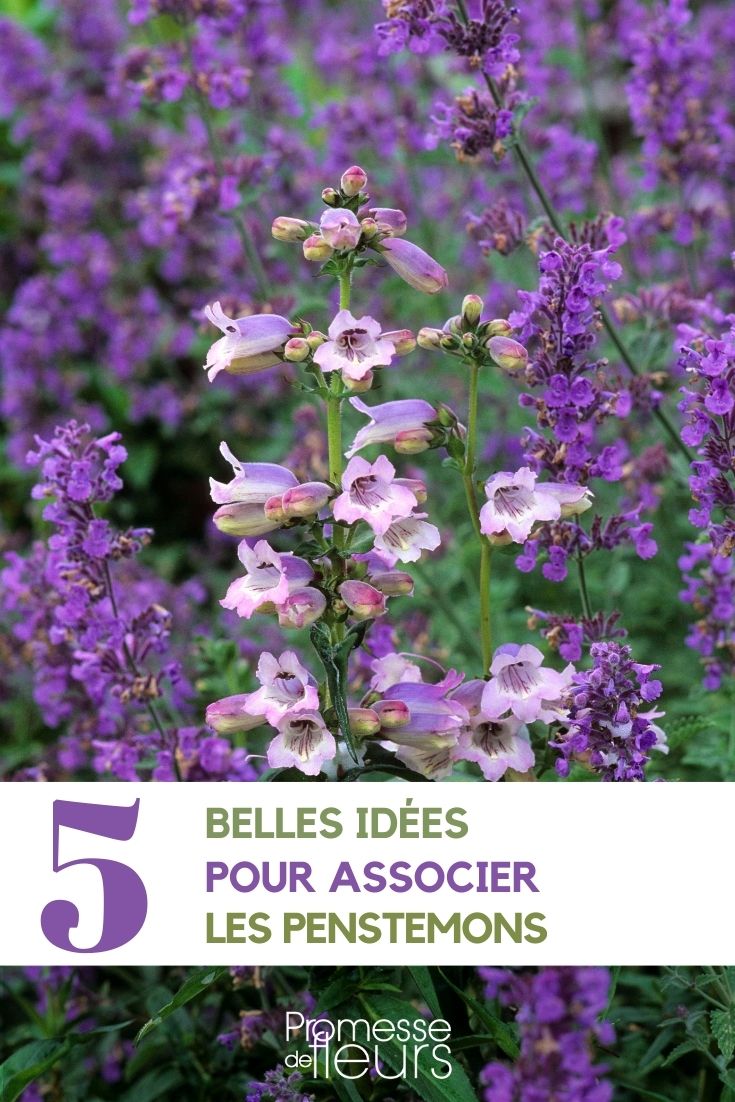 # Penstemon

## Características del Penstemon

El Penstemon es un género de plantas perennes originarias de América del Norte, apreciadas por sus flores tubulares y coloridas que atraen a colibríes y mariposas. Estas plantas resistentes son ideales para jardines de bajo mantenimiento y climas secos.

### Variedades populares:
- Penstemon digitalis (flores blancas)
- Penstemon barbatus (flores rojas)
- Penstemon eatonii (flores anaranjadas)

## Cuidados del Penstemon

**Suelo:** Prefieren suelos bien drenados, incluso pobres y arenosos.  
**Exposición:** Pleno sol.  
**Riego:** Moderado, resistente a la sequía una vez establecido.  
**Poda:** Eliminar las flores marchitas para favorecer una nueva floración.  

## Consejos de plantación

1. Planta en primavera u otoño
2. Espacia las plantas unos 30-40 cm
3. Añade un poco de compost al plantar
4. Protege con mantillo en invierno en climas fríos

El Penstemon es una excelente opción para borduras, rocallas y jardines de estilo natural. Su larga temporada de floración (de primavera a otoño) y su resistencia lo convierten en una valiosa adición a cualquier jardín.