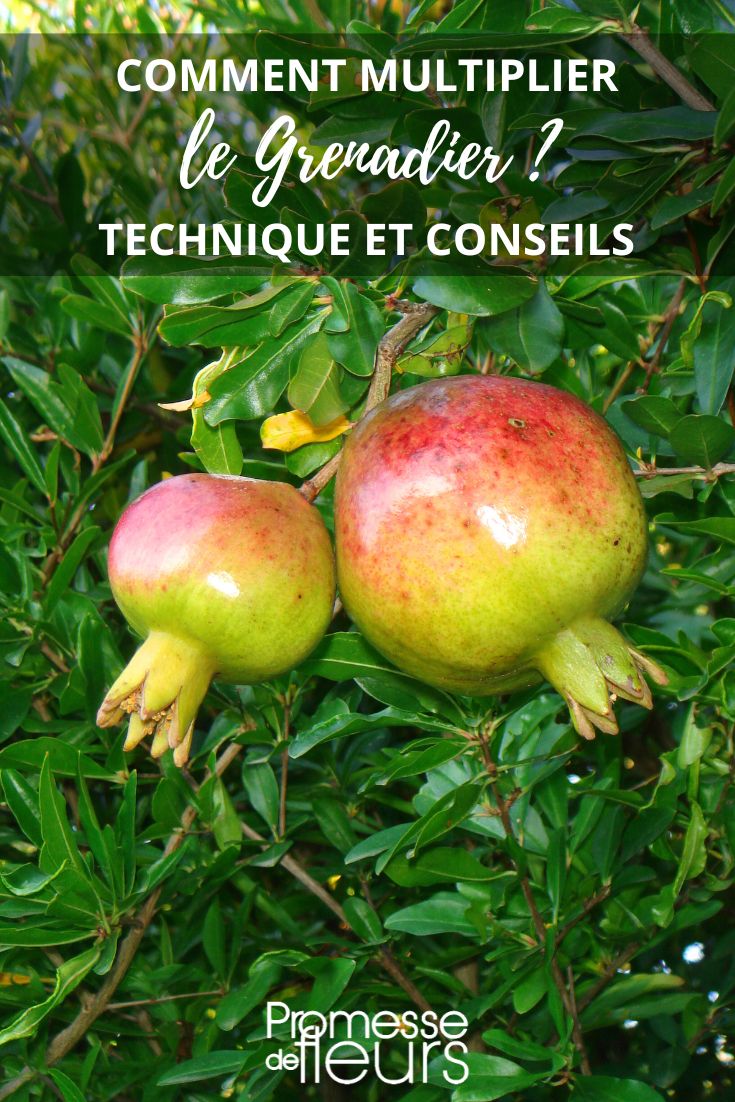 sembrar y esquejar Punica granatum (granado)