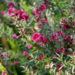 ¿Cómo multiplicar el Leptospermum?