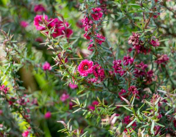 ¿Cómo multiplicar el Leptospermum?