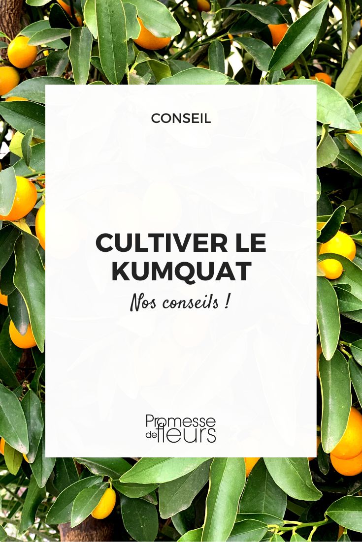 cultivo del kumquat en maceta o en suelo