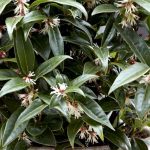 Cultivar un Sarcococca en macetas