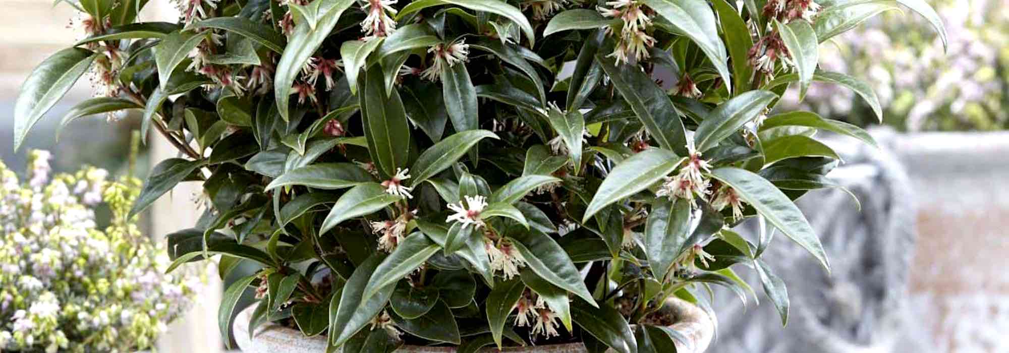 Cultivar un Sarcococca en macetas