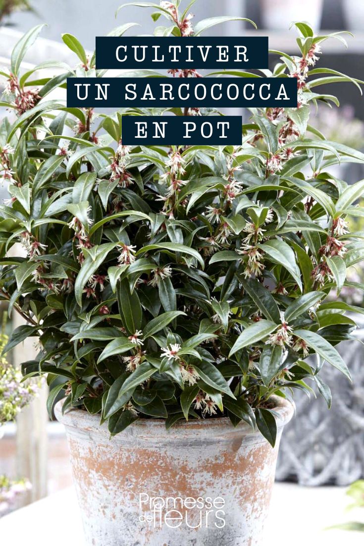Sarcococca en maceta o contenedor