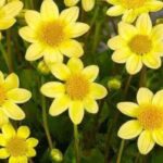 5 dalias para Bordes de jardín