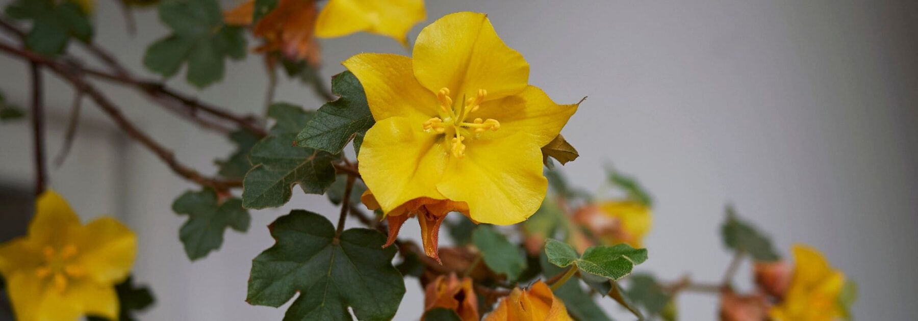 Fremontodendron: plantación, poda y cuidados