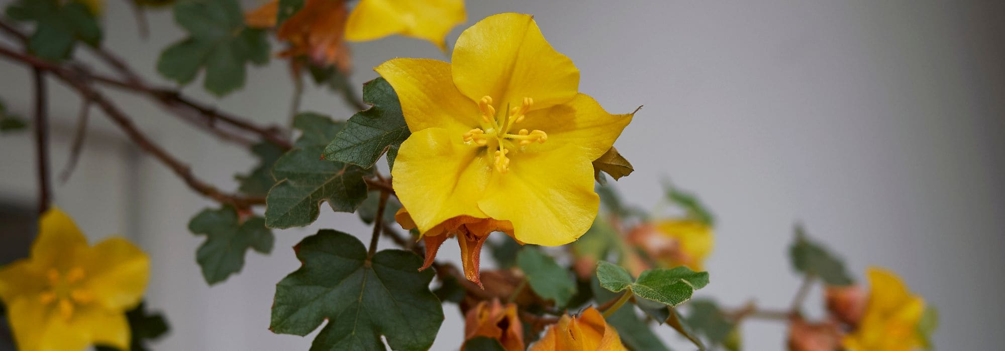 Fremontodendron: plantación, poda y cuidado