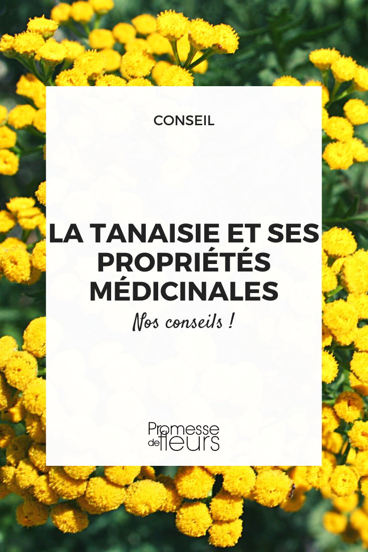 El tanaceto y sus beneficios