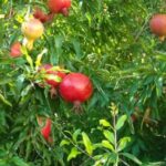 ¿Cómo multiplicar el granado?