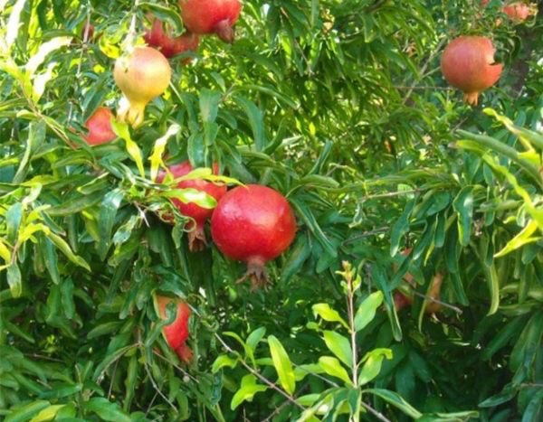 ¿Cómo multiplicar el granado?