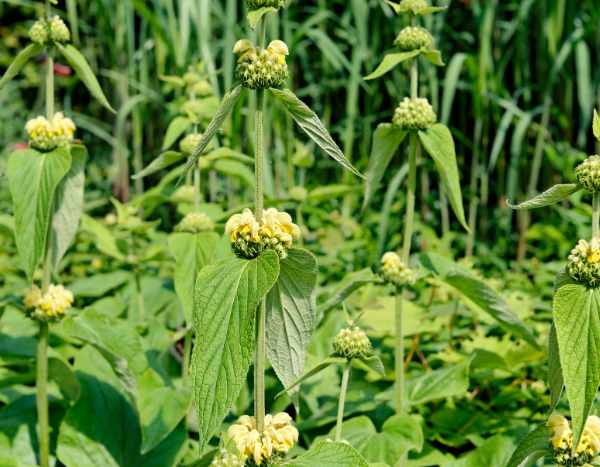 ¿Cómo multiplicar el Phlomis o Salvia turca?
