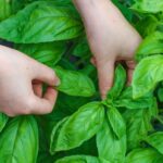 Conserva la Albahaca fresca para disfrutar de ella todo el año