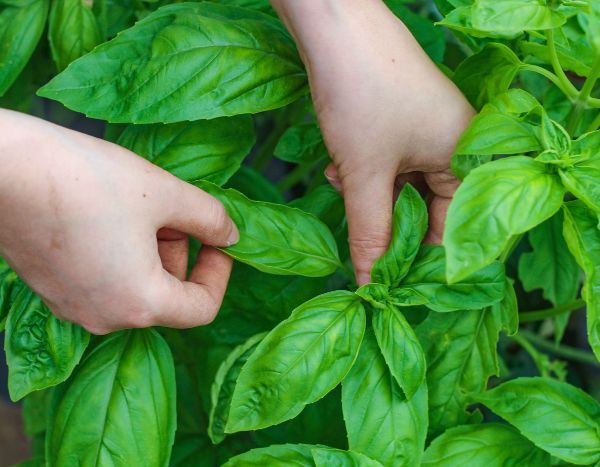 Conserva la Albahaca fresca para disfrutar de ella todo el año