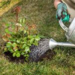 ¡Socorro! Mi rosal sufre de la sequía.