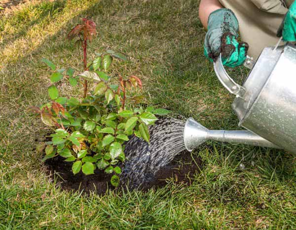 ¡Socorro! Mi rosal sufre de la sequía.