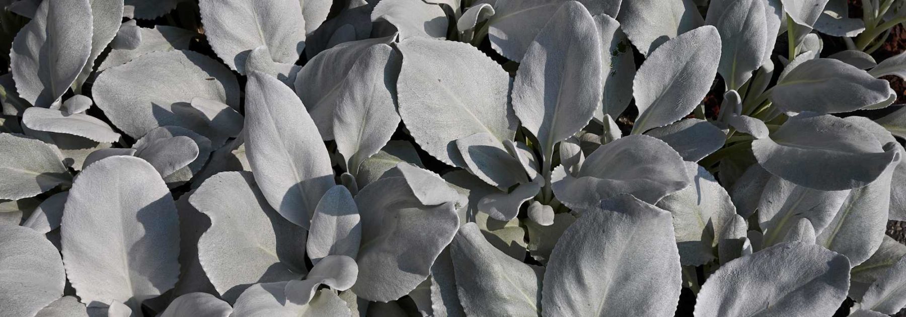 Senecio: plantación y cuidados