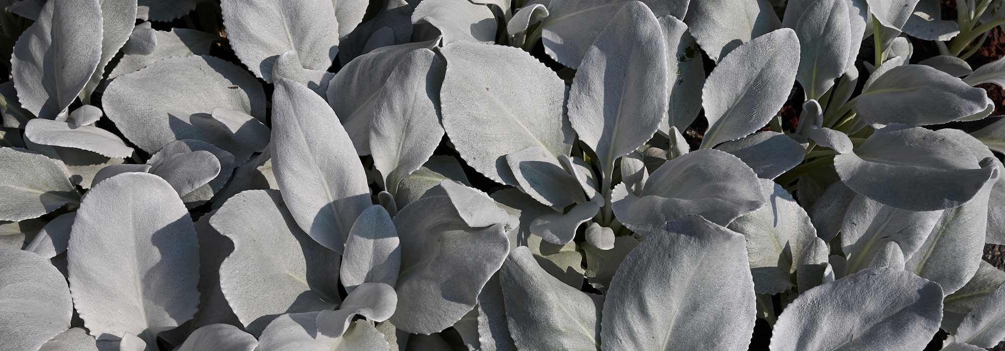 Senecio: plantación y cuidados