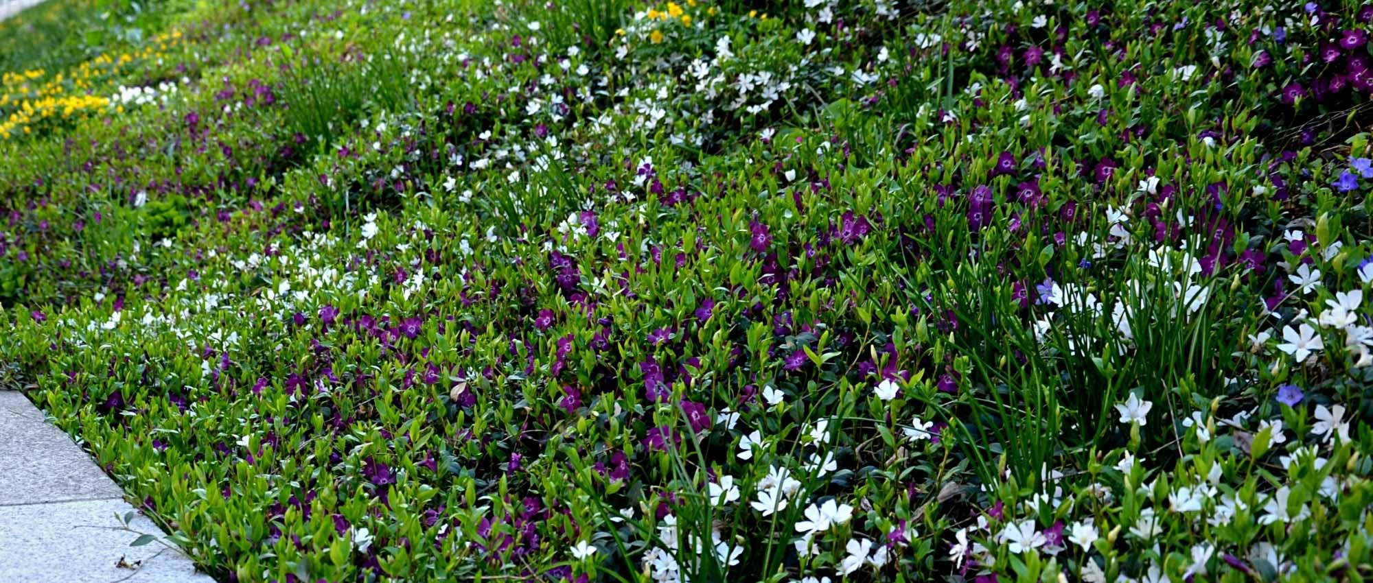 7 vivaces ideales para vegetalizar un macollamiento