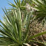 ¿Cómo hacer esquejes de la Cordiline?