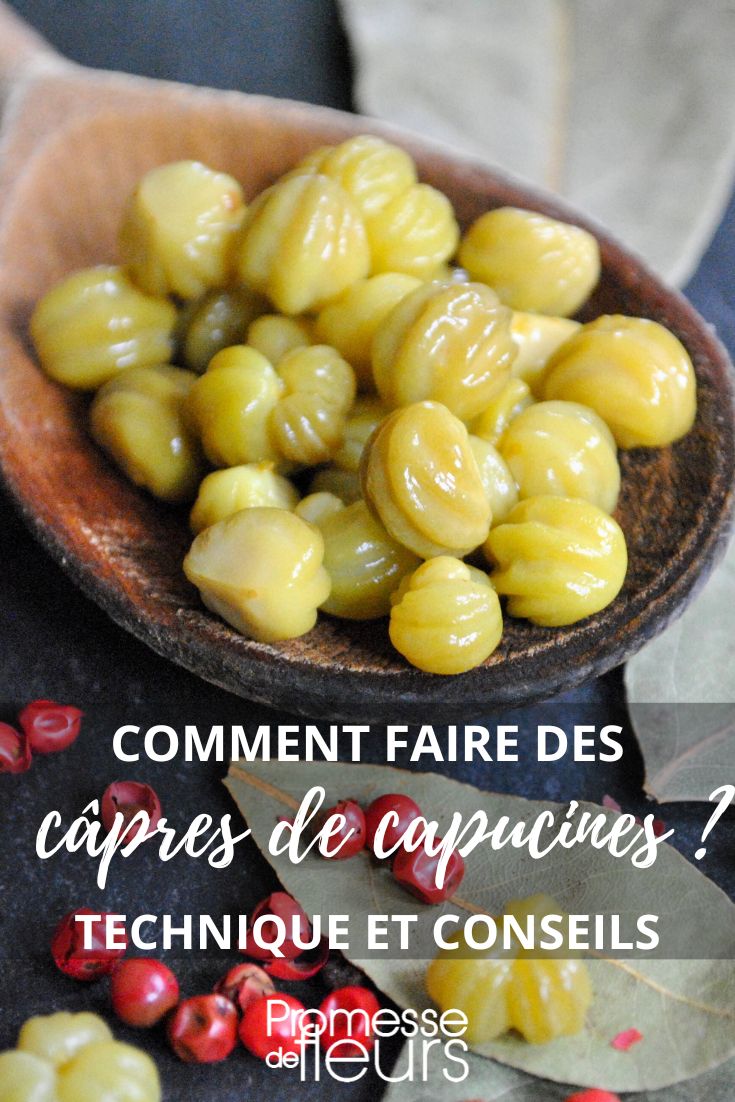 pulgón de la capuchina