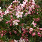 ¿Cómo multiplicar la Escalonia?