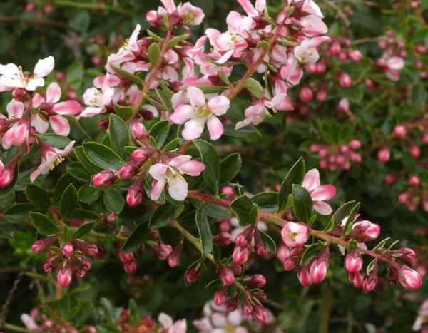 ¿Cómo multiplicar la Escalonia?