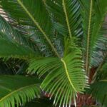 Cultivar la lla cica en maceta