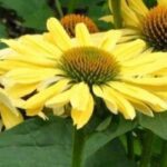 5 Equinácea paradójica