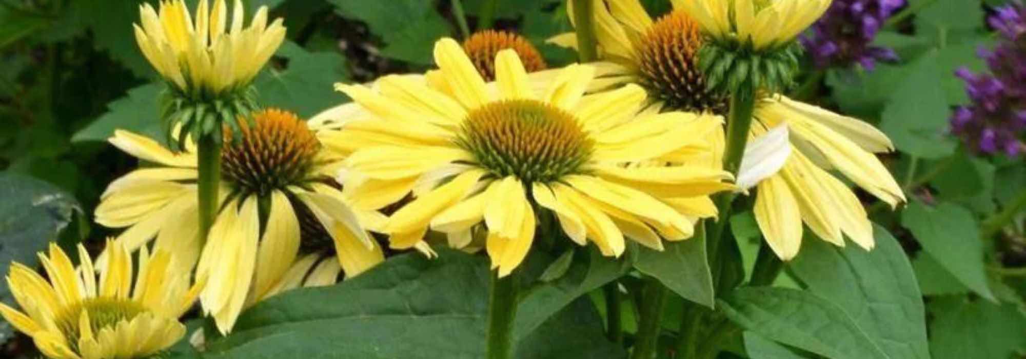 5 Equinácea paradójica