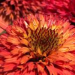 5 Equináceas de flores naranjas para descubrir