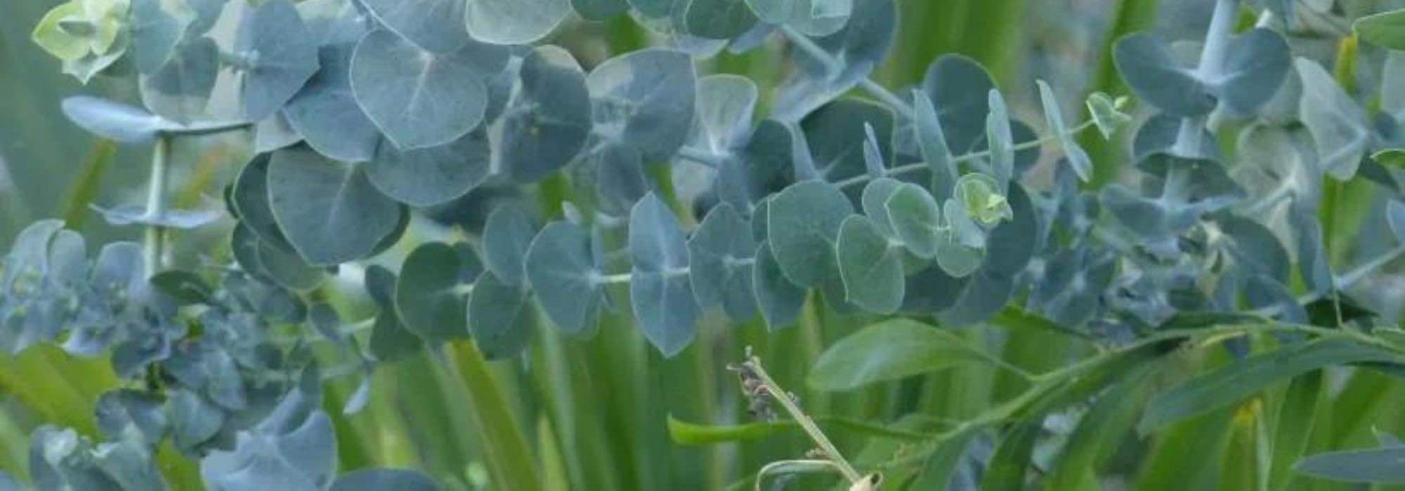 5 arbustos con hojas azuladas