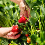 ¿Cómo proteger las cosechas de fresas?