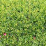 5 Grevillea para un seto