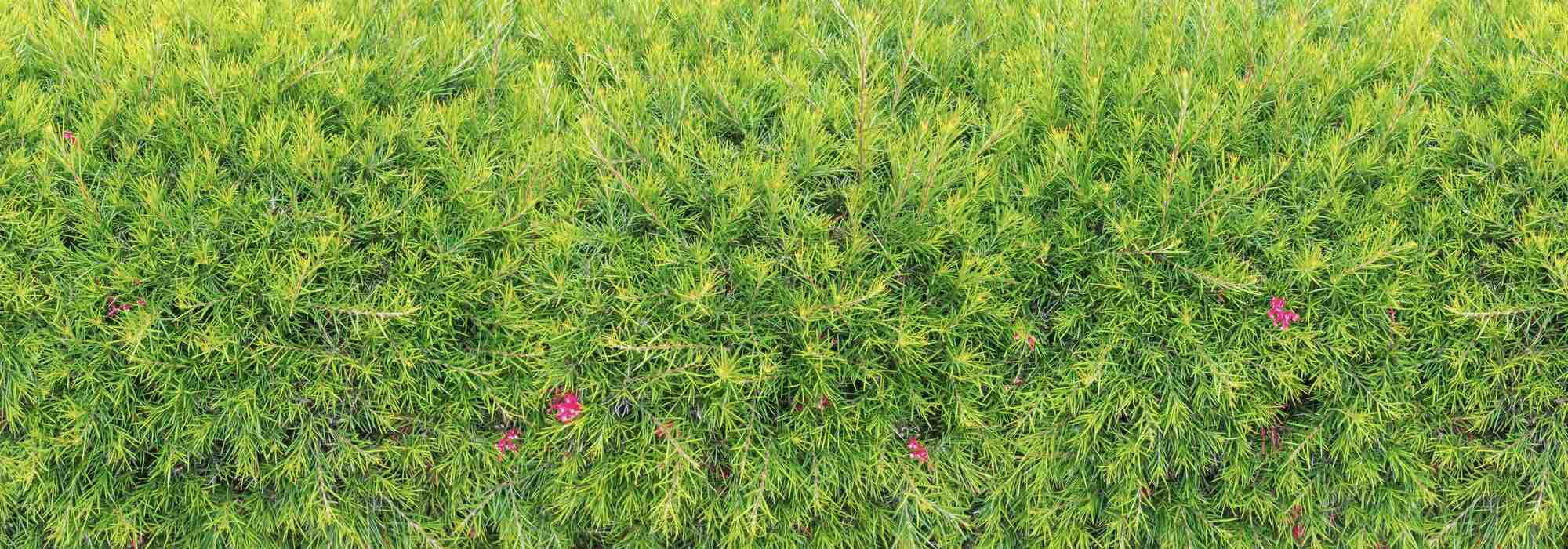 5 Grevillea para un seto