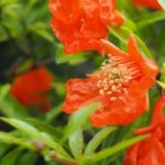 Granado: asociarlo al jardín o en maceta