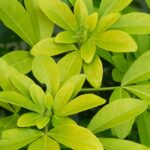 Enfermedades y parásitos del Choisya o Naranjo de Méjico