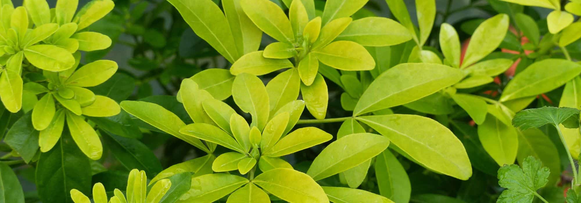 Enfermedades y parásitos del Choisya o Naranjo de Méjico