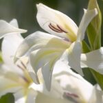7 Gladiolos de flores blancas