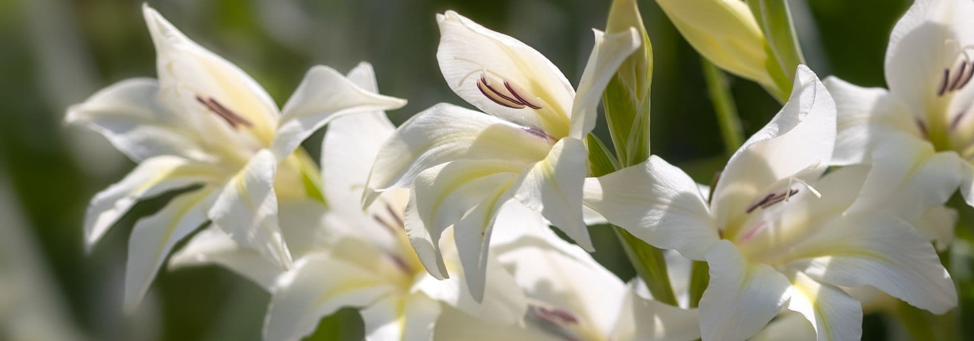 7 Gladiolos de flores blancas