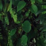 ¿Cómo crear un muro vegetal en interior?