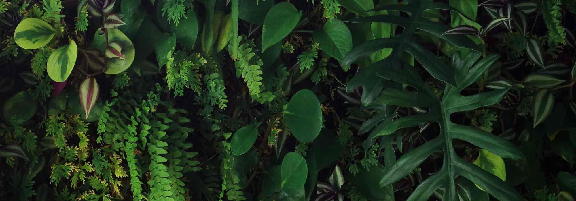 ¿Cómo crear un muro vegetal en interior?