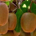 Enfermedades y parásitos del kiwi