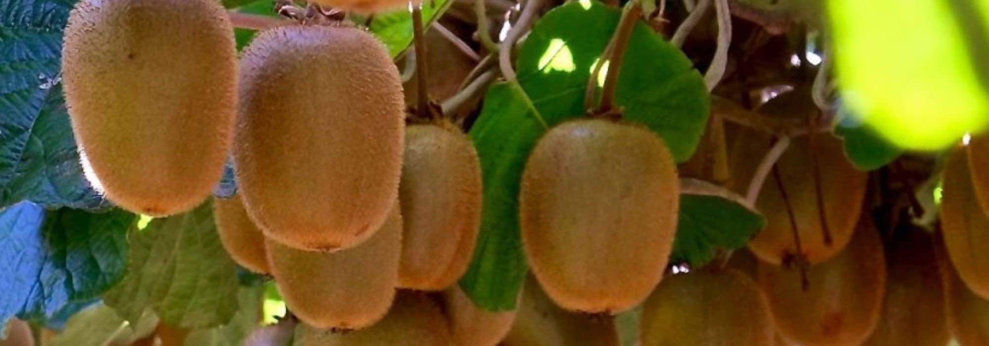 Enfermedades y parásitos del kiwi