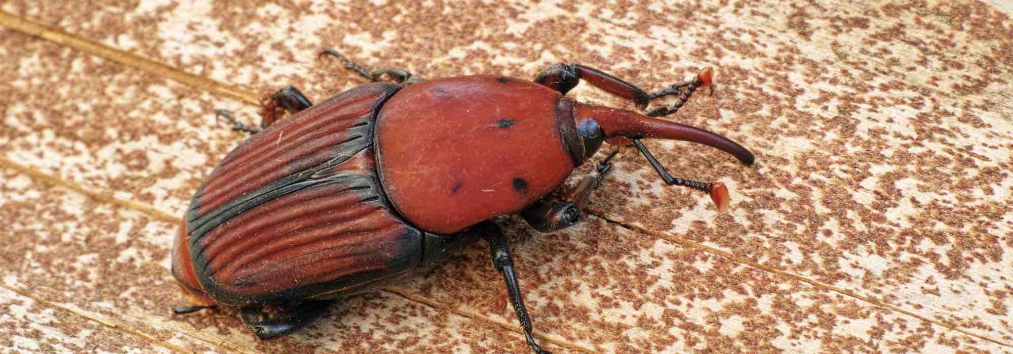 Enfermedades y parásitos de las palmeras