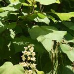 Enfermedades y parásitos del Catalpa