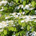 Enfermedades y parásitos de los Viburnos